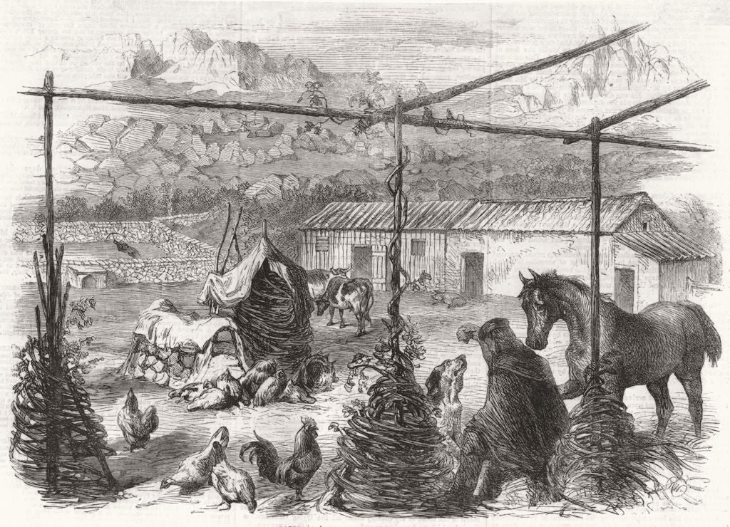 ITALY. Garibaldi's Farmyard 1861 old antique vintage print picture